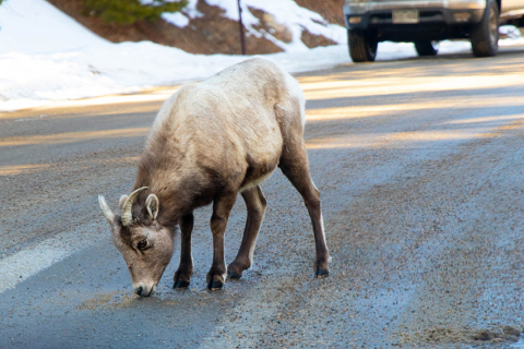 Mountain Goat