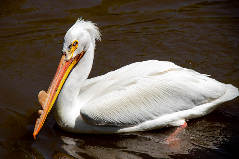 Pelican